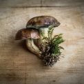 Photo Mushroom lamp