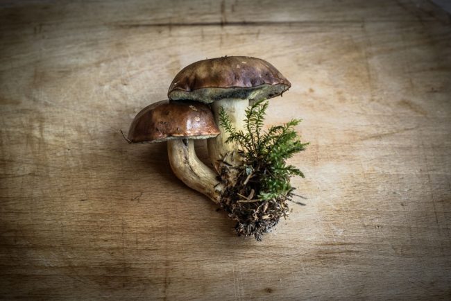 Photo Mushroom lamp